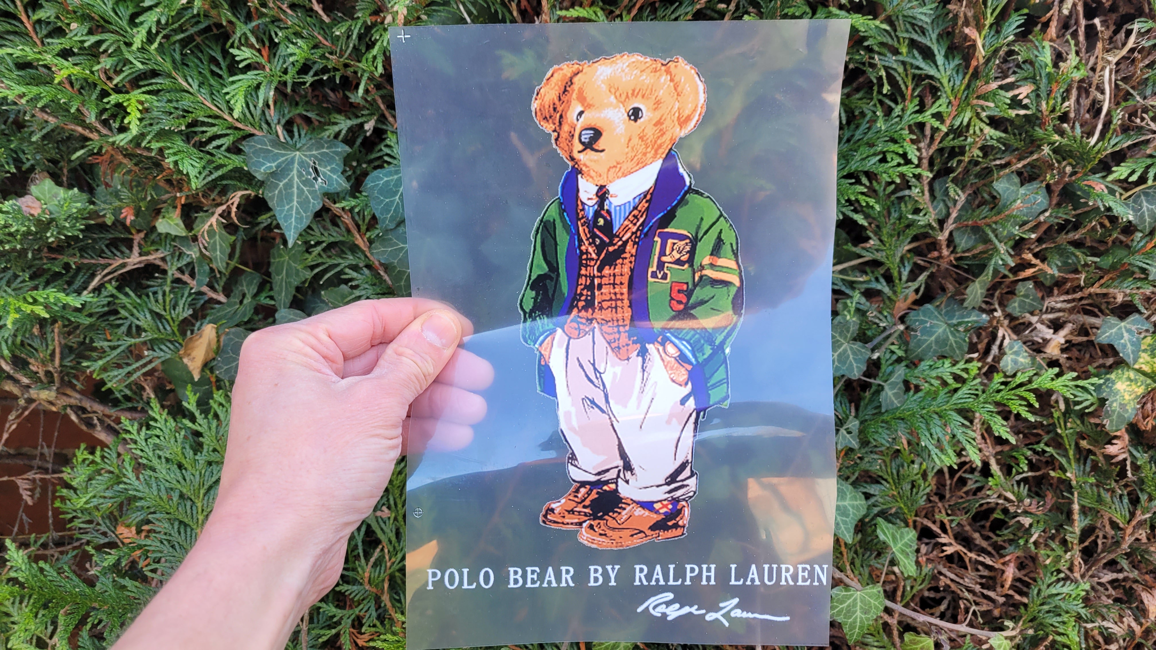 Polo logo outlet bear